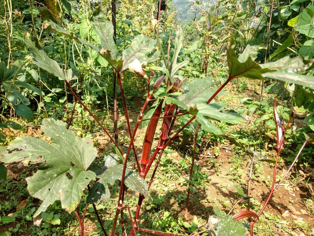 Sceva's Garden Home Munnar Buitenkant foto