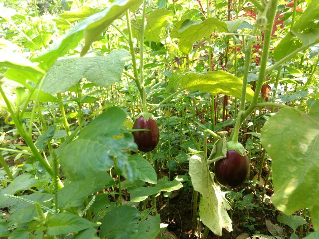 Sceva's Garden Home Munnar Buitenkant foto